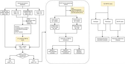 Fructose-1,6-bisphosphatase deficiency: estimation of prevalence in the Chinese population and analysis of genotype-phenotype association